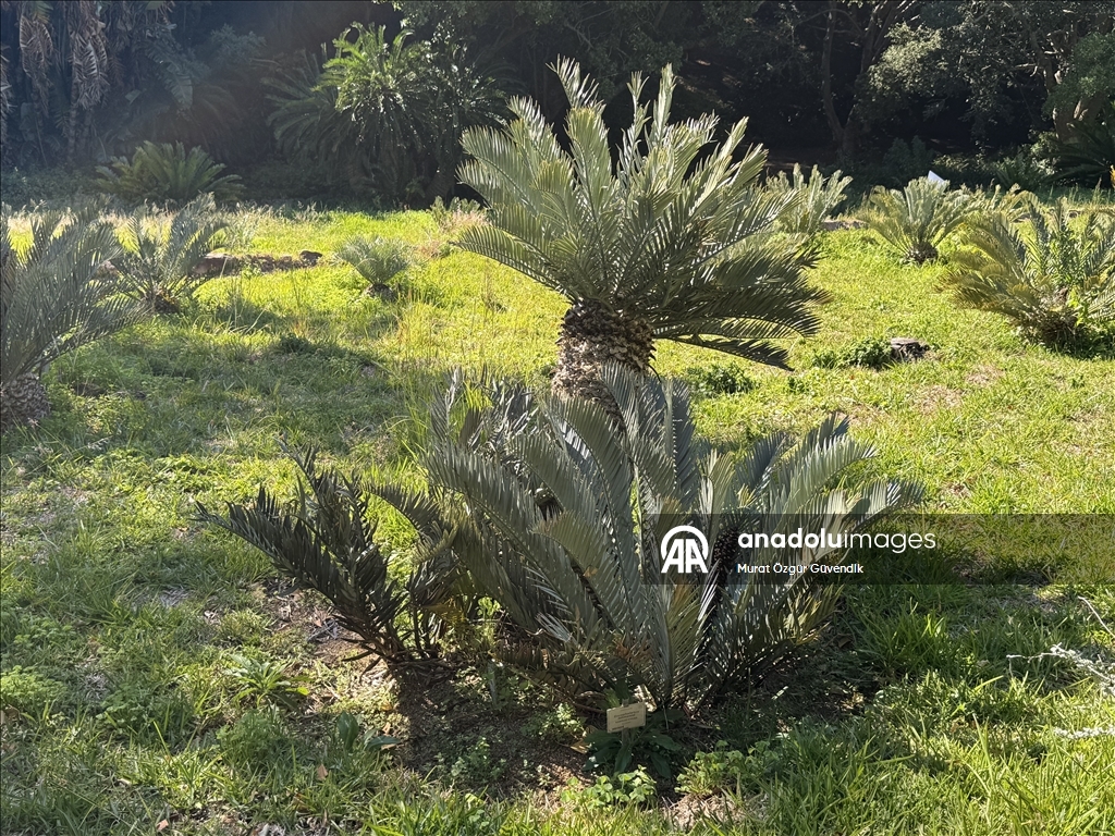 Afrika'nın güneybatı ucunda bir dünya mirası: Cape Flora Krallığı