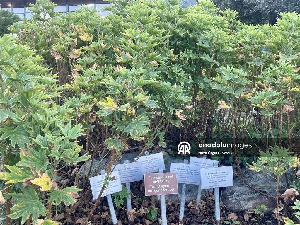 Afrika'nın güneybatı ucunda bir dünya mirası: Cape Flora Krallığı