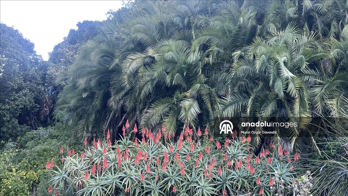 Afrika'nın güneybatı ucunda bir dünya mirası: Cape Flora Krallığı