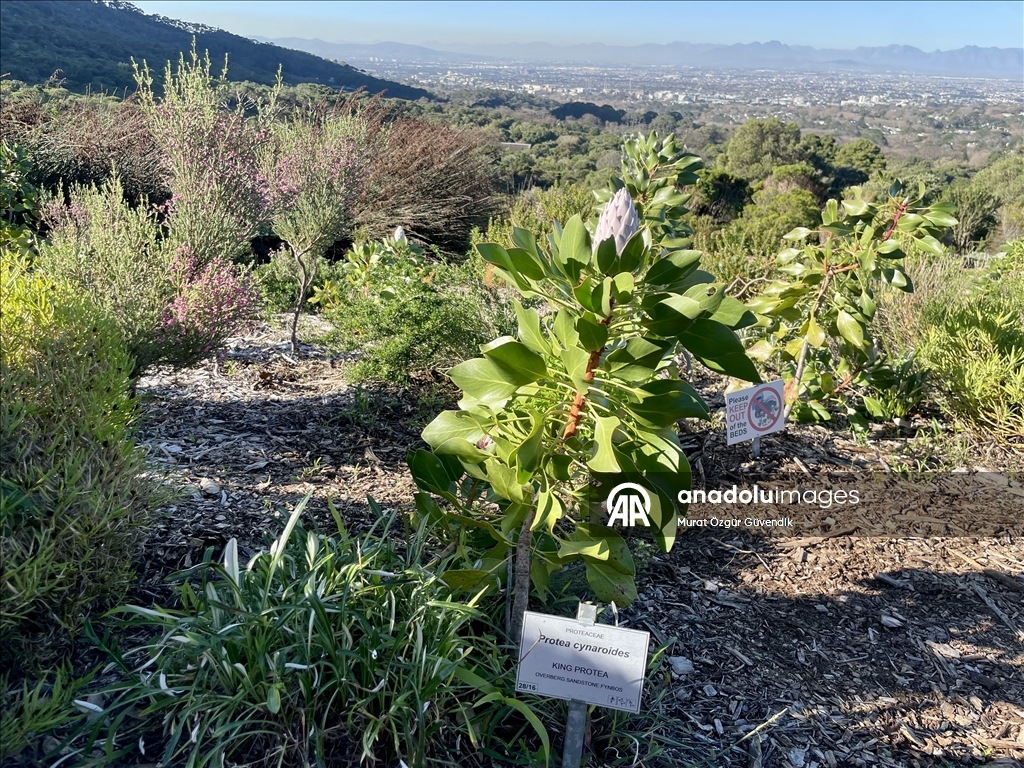 Afrika'nın güneybatı ucunda bir dünya mirası: Cape Flora Krallığı