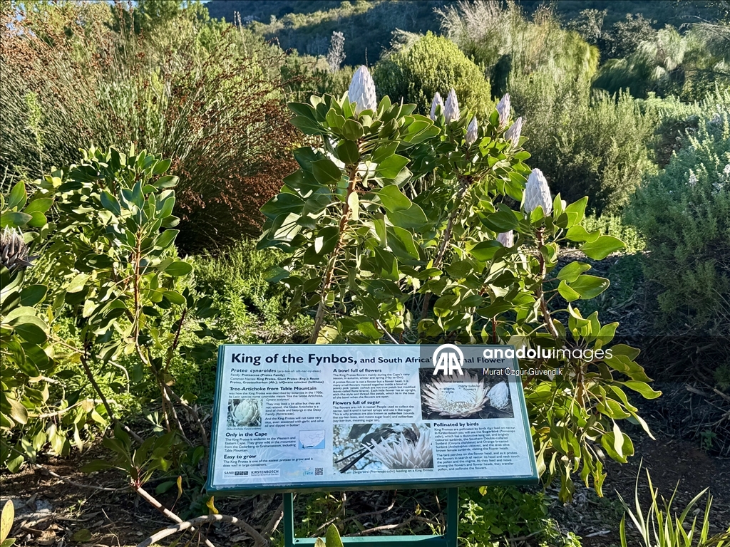 Mbretëria floristike e Kepit, një vend i trashëgimisë botërore në skajin jugperëndimor të Afrikës