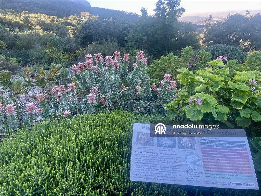 Mbretëria floristike e Kepit, një vend i trashëgimisë botërore në skajin jugperëndimor të Afrikës