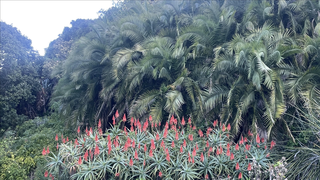 Afrika'nın güneybatı ucunda bir dünya mirası: Cape Flora Krallığı