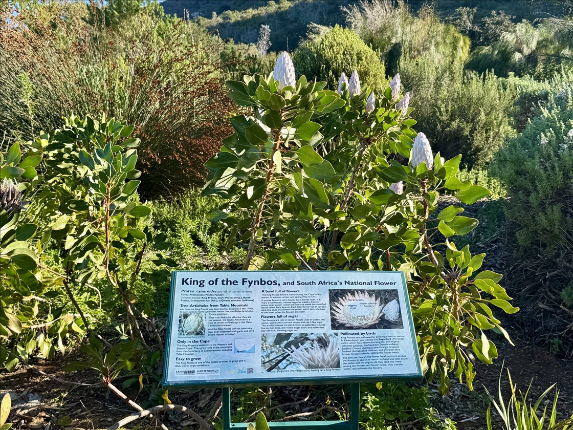Mbretëria floristike e Kepit, një vend i trashëgimisë botërore në skajin jugperëndimor të Afrikës