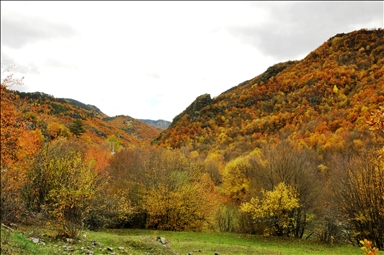 Леса Кастамону окрасились в осенние тона