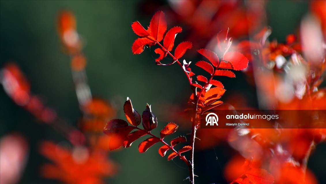 Kars'ta sonbaharın son güzellikleri yaşanıyor