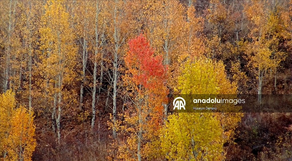 Kars'ta sonbaharın son güzellikleri yaşanıyor