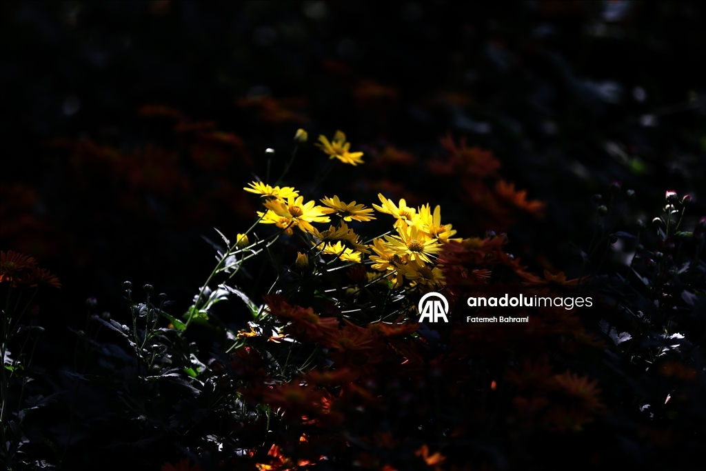 İran’da 9. Krizantem Festivali