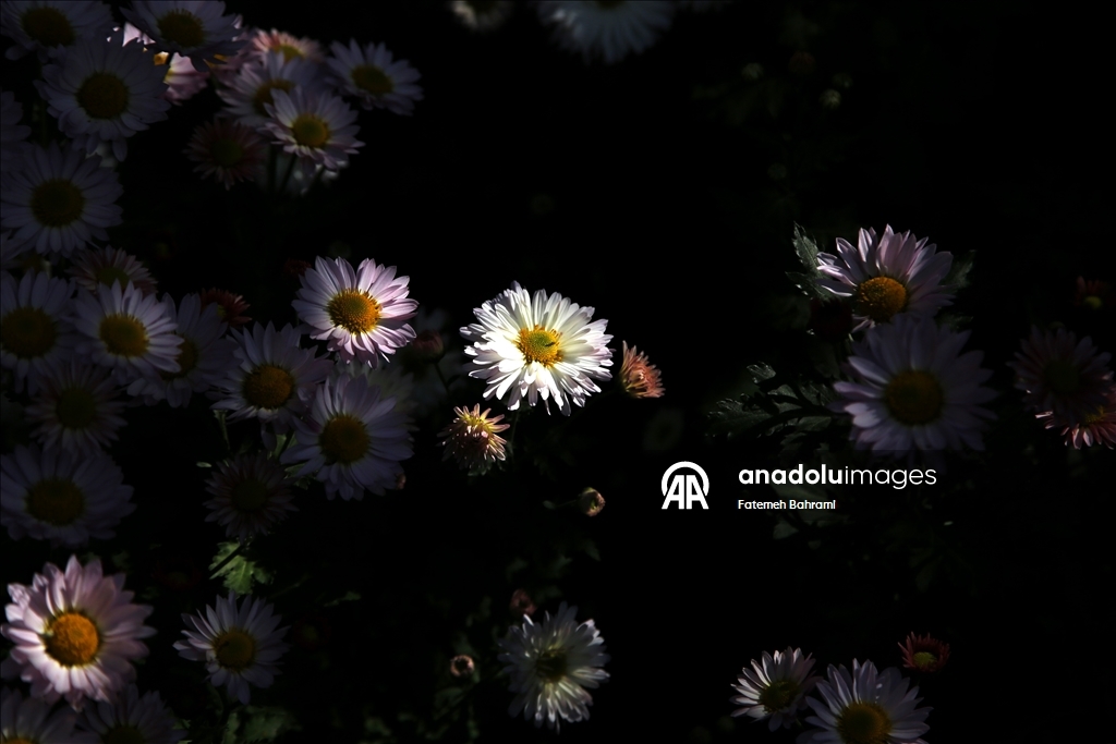 İran’da 9. Krizantem Festivali