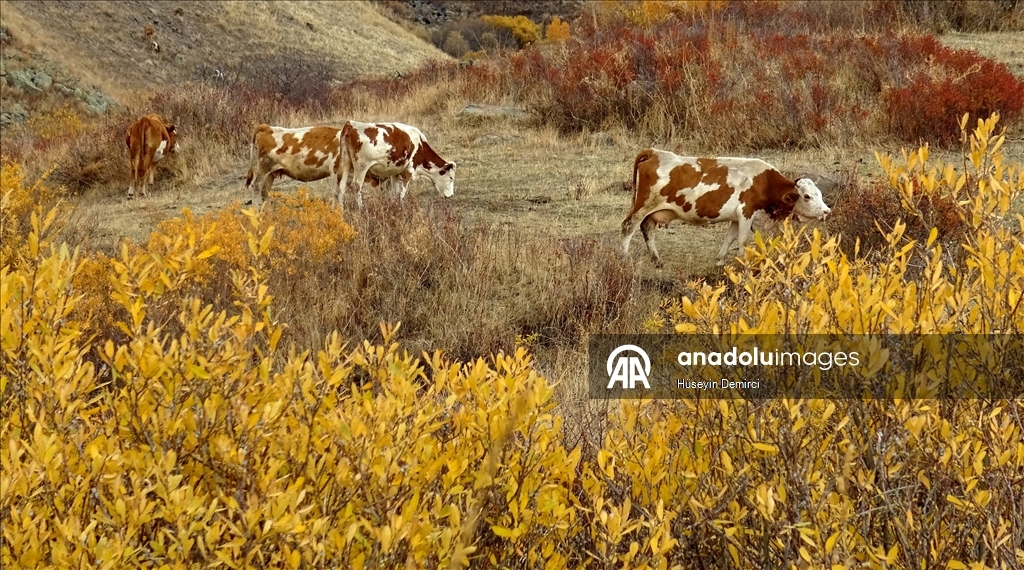 Kars'ta sonbaharın son güzellikleri yaşanıyor