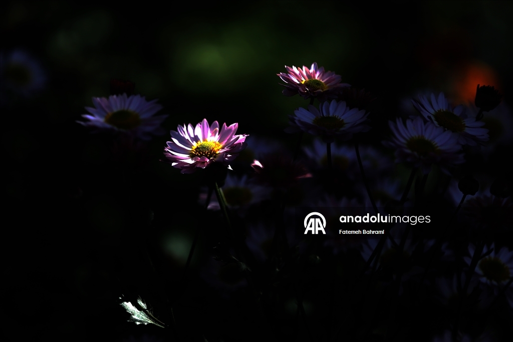 İran’da 9. Krizantem Festivali