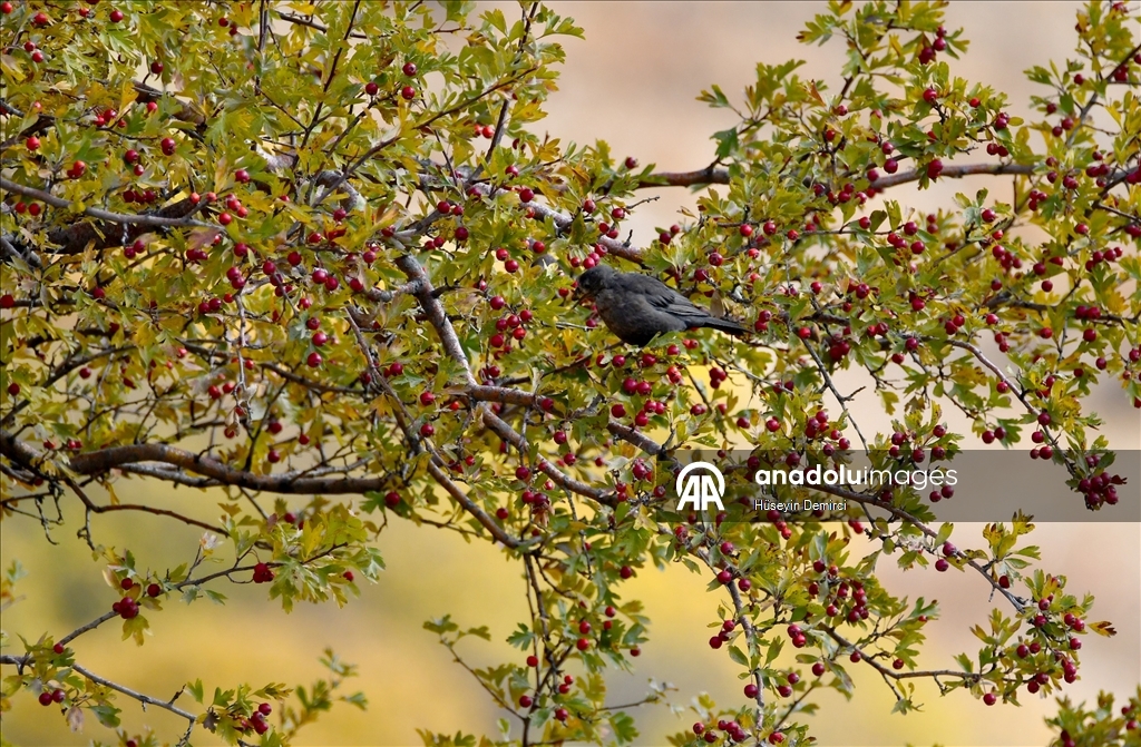 Kars'ta sonbaharın son güzellikleri yaşanıyor