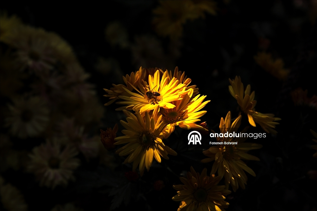 İran’da 9. Krizantem Festivali