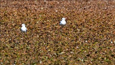 Kars'ta göçmen kuşların konakladığı Asboğa Gölü'nde su 60 metre çekildi