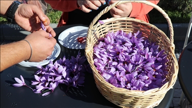 Karabük'te "Safran İmecesi" etkinliği düzenlendi