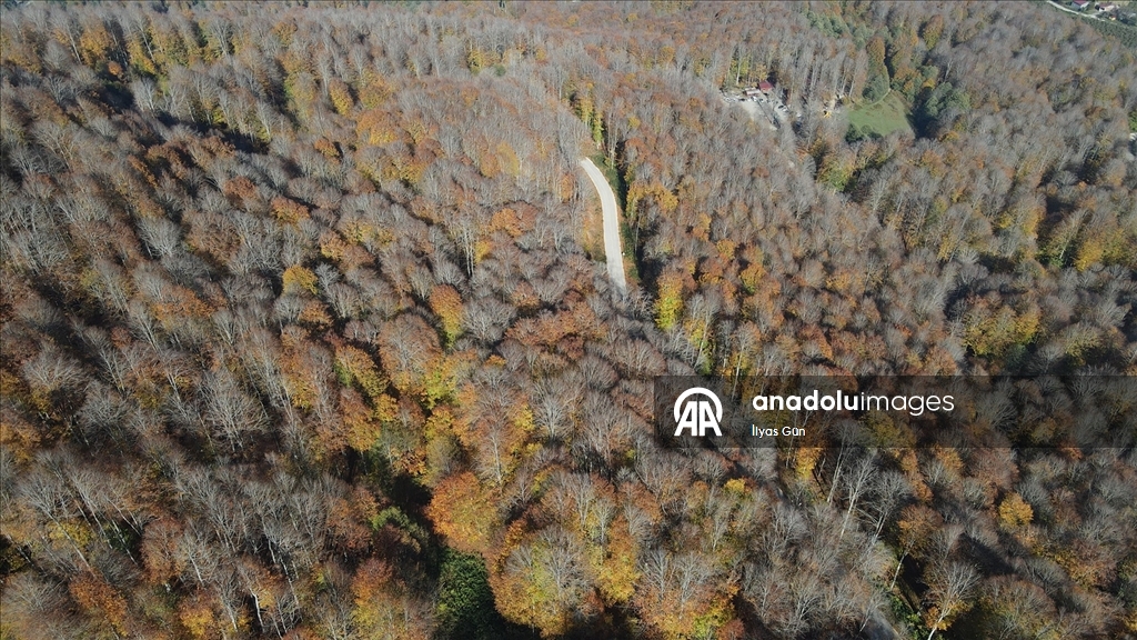 Samsun'daki Nebiyan Dağı sonbahar renklerine büründü