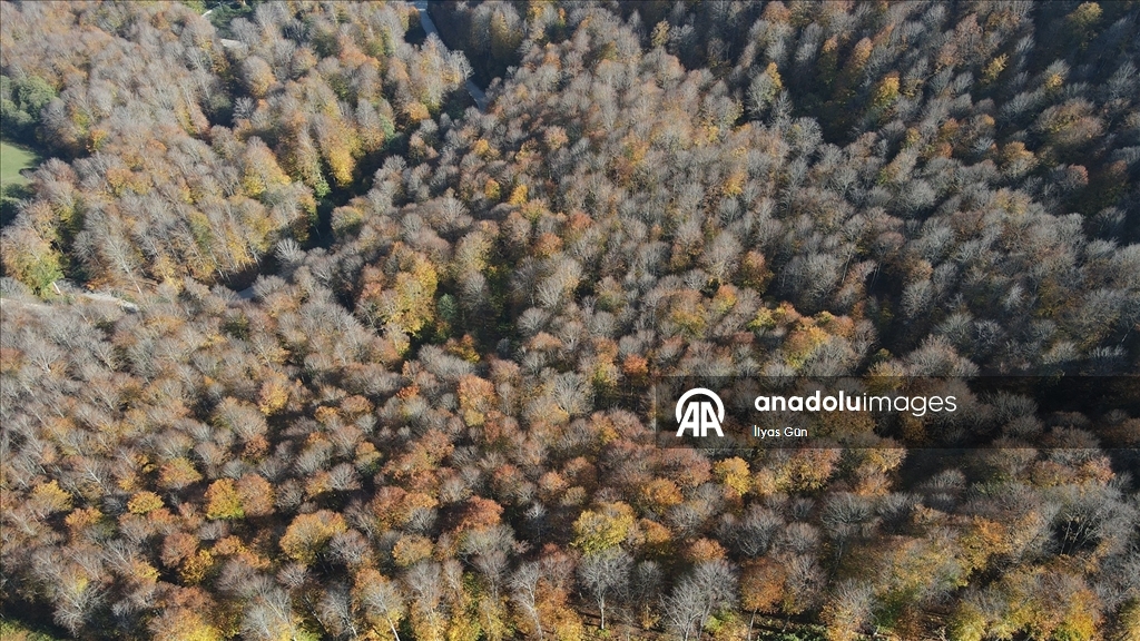 Samsun'daki Nebiyan Dağı sonbahar renklerine büründü