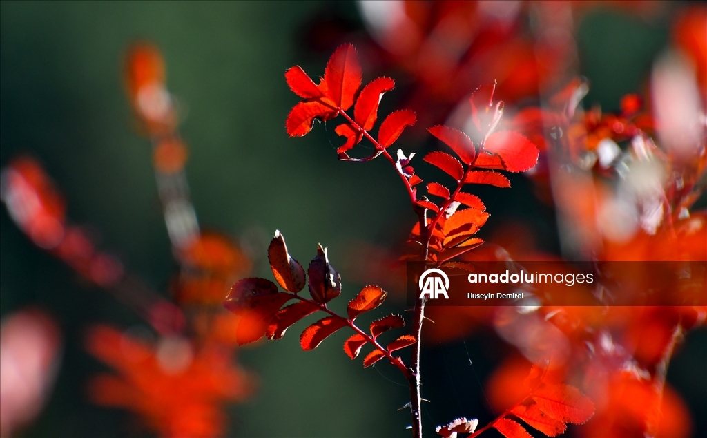 Последние краски осени в Карсе