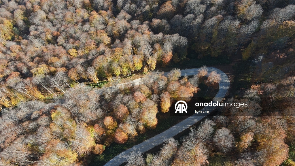 Samsun'daki Nebiyan Dağı sonbahar renklerine büründü