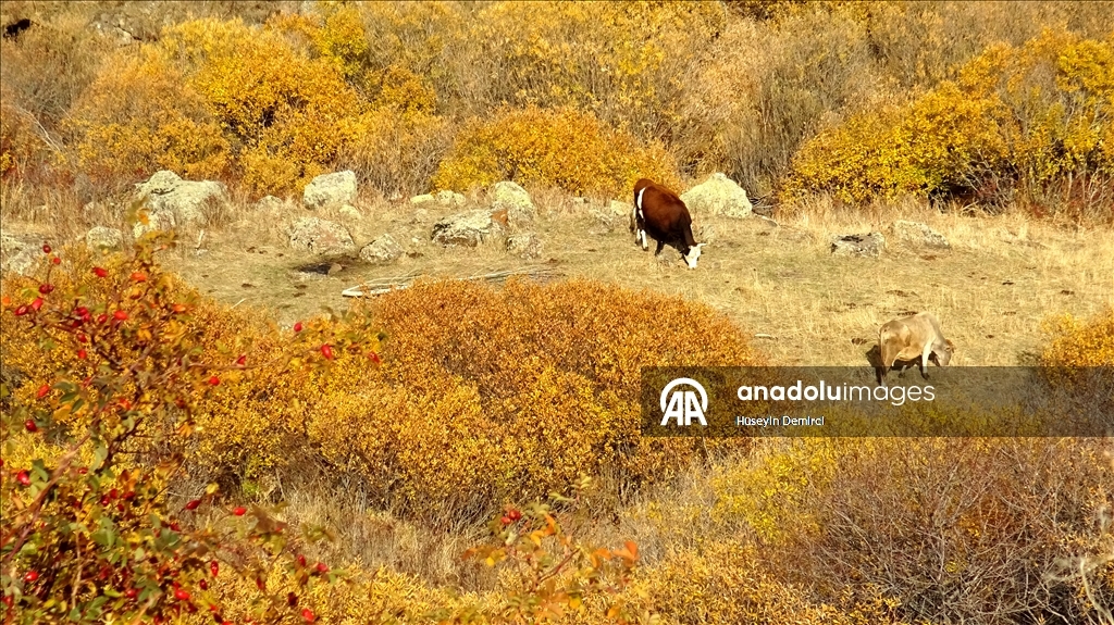 Последние краски осени в Карсе