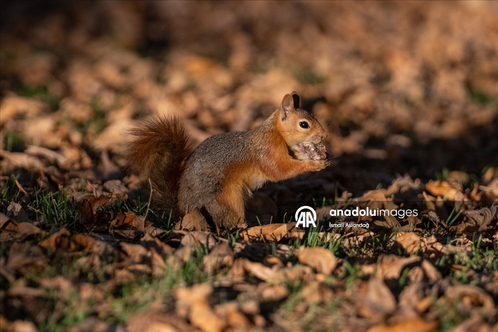 Seğmenler Parkı'nın sevimli sakinleri
