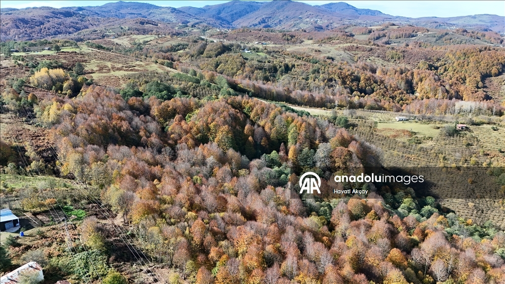 Autumn season in Turkiye's Ordu