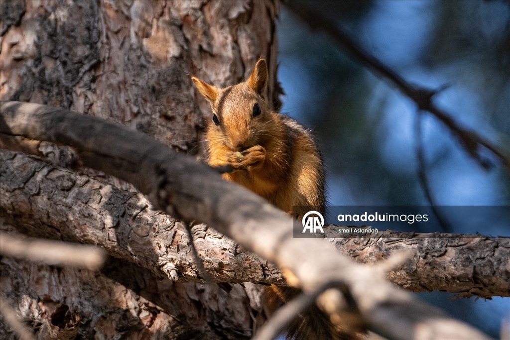 Seğmenler Parkı'nın sevimli sakinleri