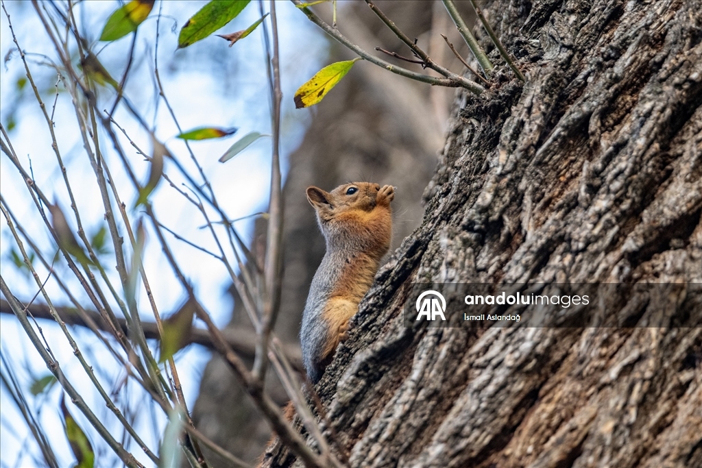 Seğmenler Parkı'nın sevimli sakinleri