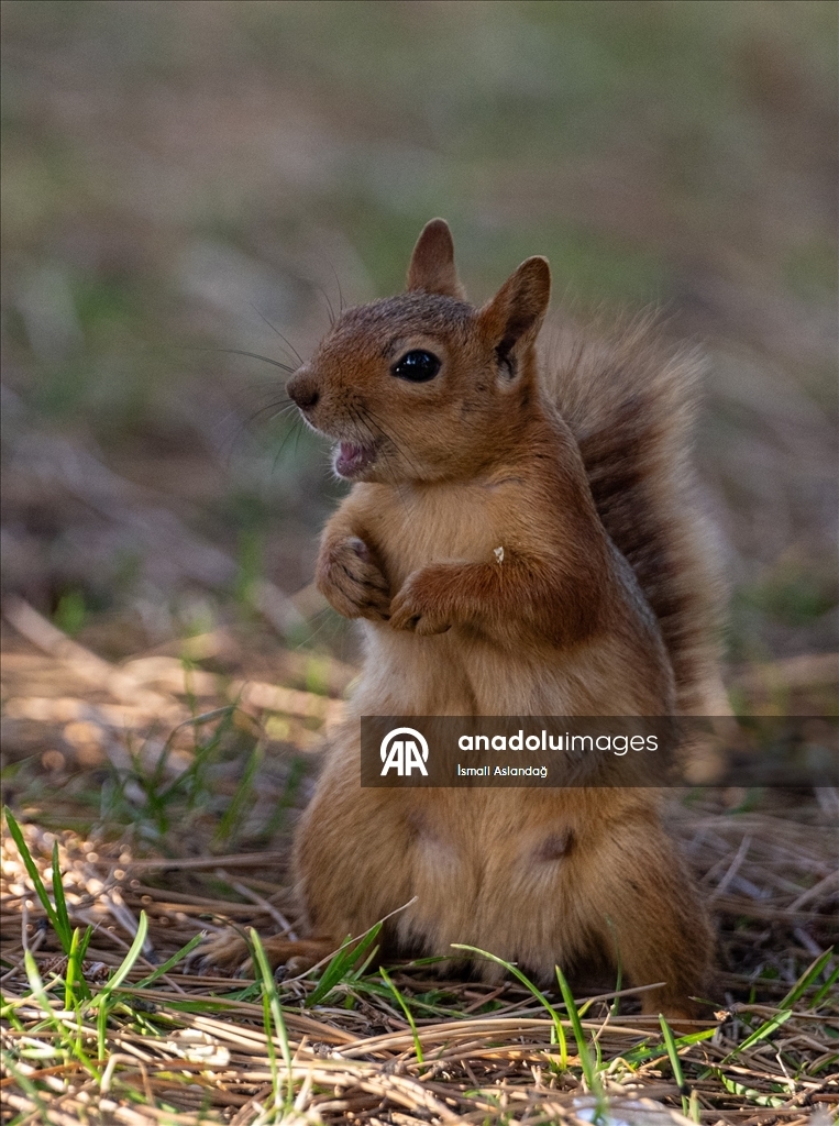 Seğmenler Parkı'nın sevimli sakinleri