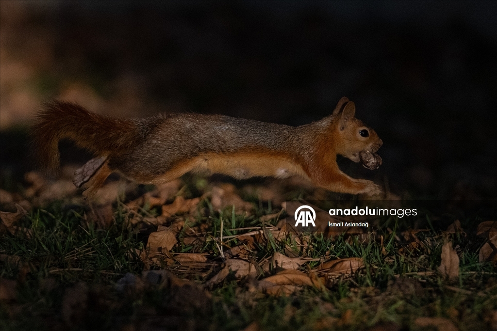 Seğmenler Parkı'nın sevimli sakinleri