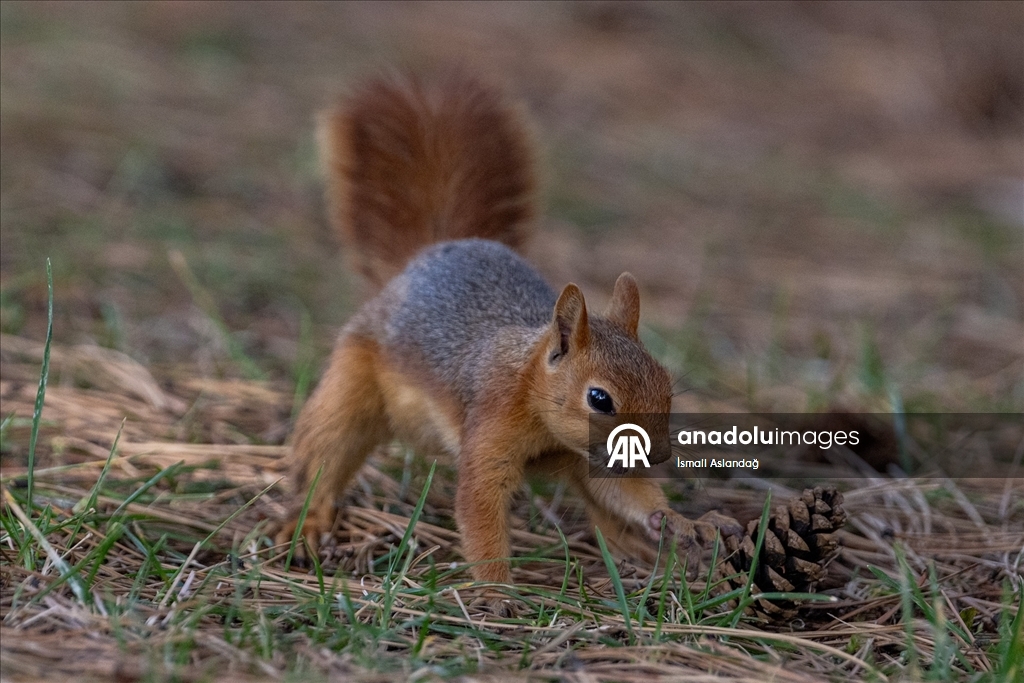 Seğmenler Parkı'nın sevimli sakinleri