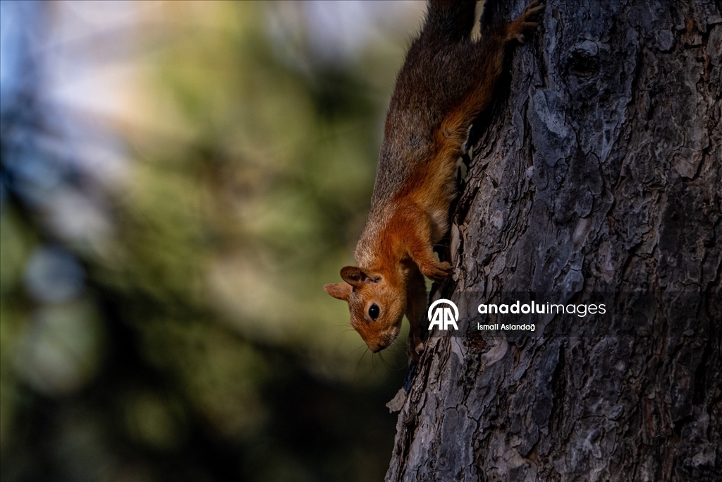 Seğmenler Parkı'nın sevimli sakinleri