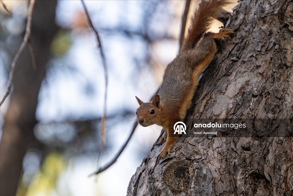 Seğmenler Parkı'nın sevimli sakinleri