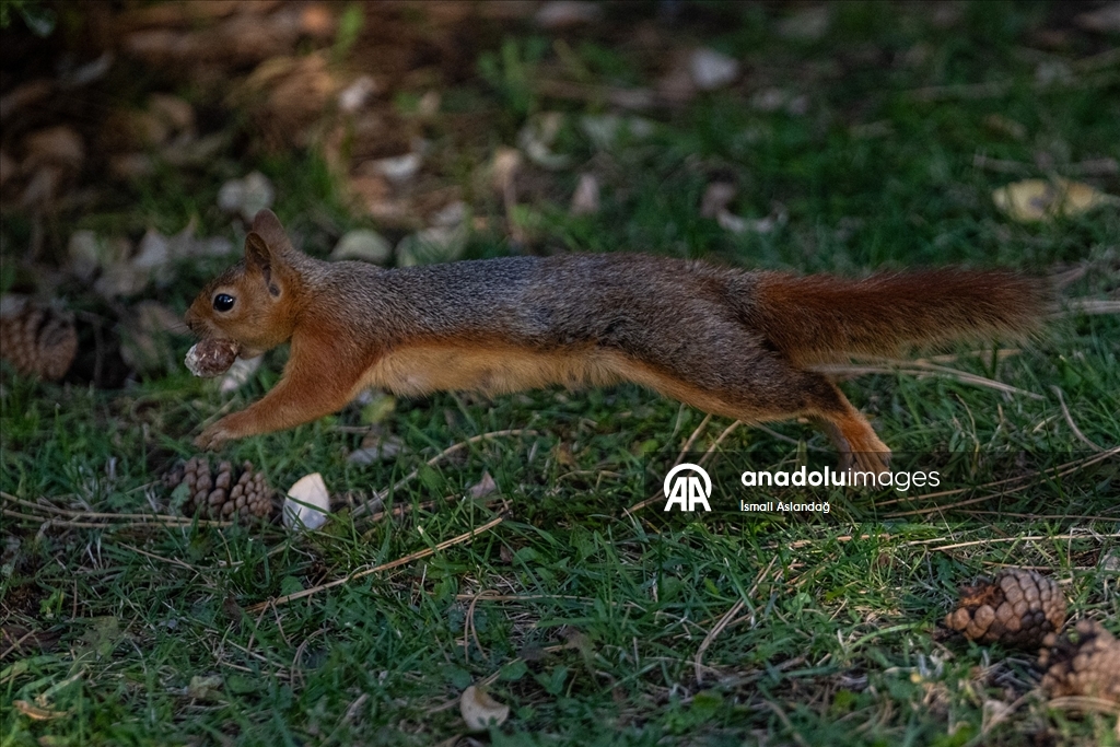 Seğmenler Parkı'nın sevimli sakinleri
