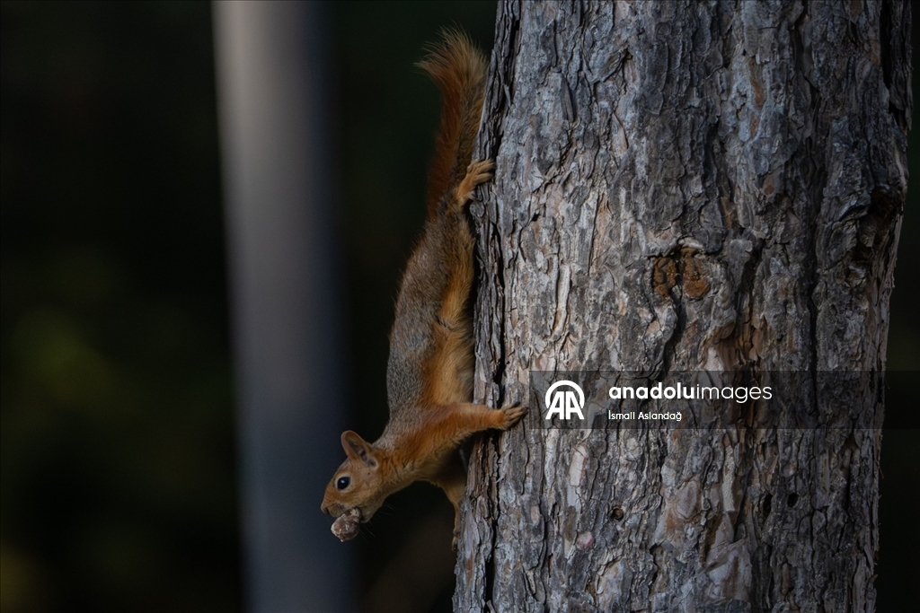 Seğmenler Parkı'nın sevimli sakinleri