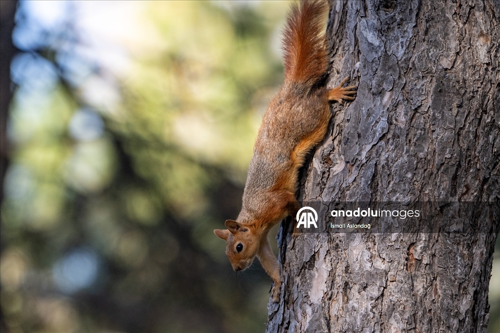 Seğmenler Parkı'nın sevimli sakinleri
