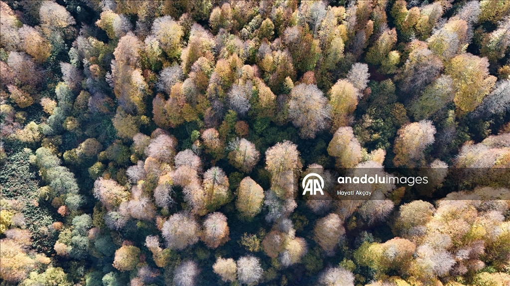 Autumn season in Turkiye's Ordu