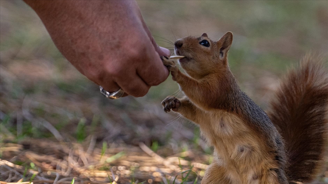 Seğmenler Parkı'nın sevimli sakinleri