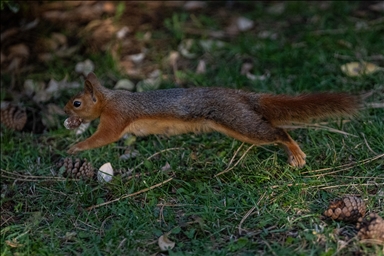 Милые обитатели парка Сегменлер в Анкаре