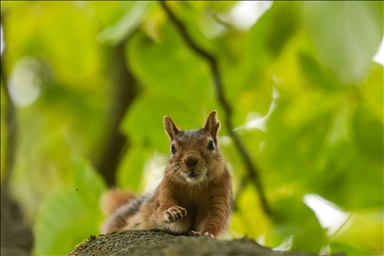 في حديقة بأنقرة.. سناجب تتغذى على محبة الزوار