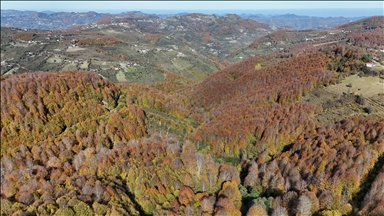 Autumn season in Turkiye's Ordu