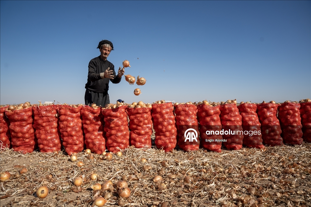Li Karatayê heyama rakirina seriyên pîvazan dest pê kir