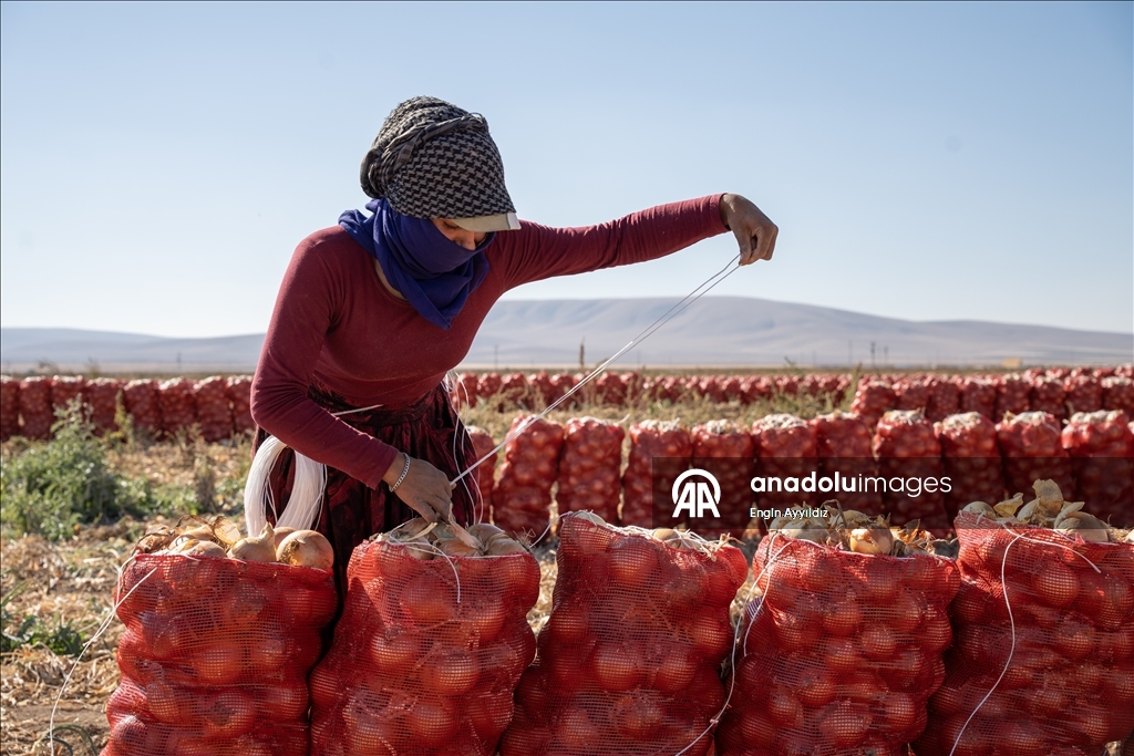 Li Karatayê heyama rakirina seriyên pîvazan dest pê kir