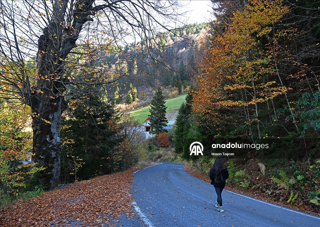 مرتفعات "هامسي كوي".. جمال تزينه ألوان الخريف بتركيا