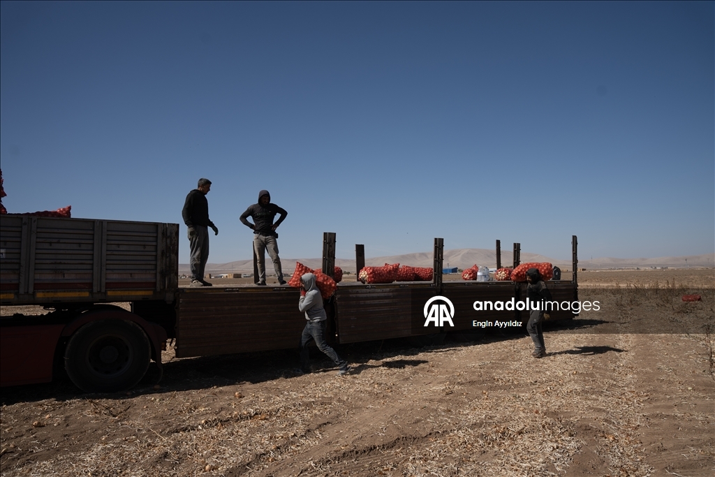 Li Karatayê heyama rakirina seriyên pîvazan dest pê kir