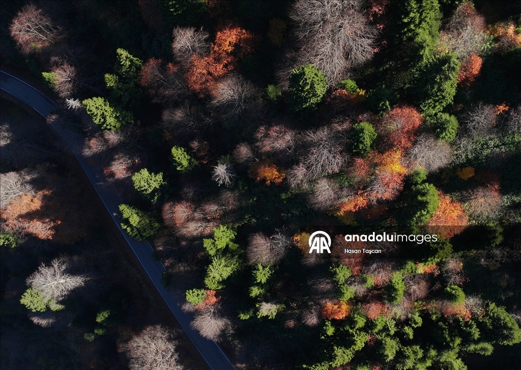 مرتفعات "هامسي كوي".. جمال تزينه ألوان الخريف بتركيا