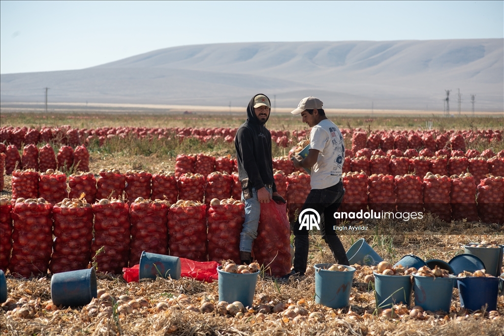 Li Karatayê heyama rakirina seriyên pîvazan dest pê kir