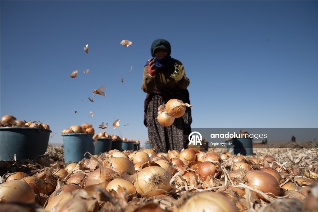 Li Karatayê heyama rakirina seriyên pîvazan dest pê kir