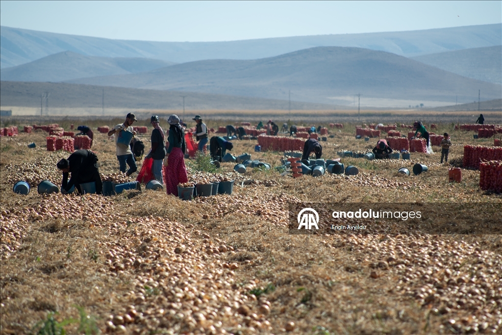 Li Karatayê heyama rakirina seriyên pîvazan dest pê kir