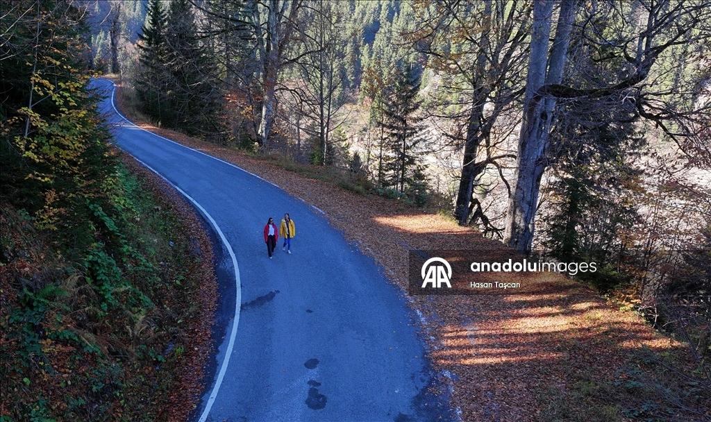 مرتفعات "هامسي كوي".. جمال تزينه ألوان الخريف بتركيا